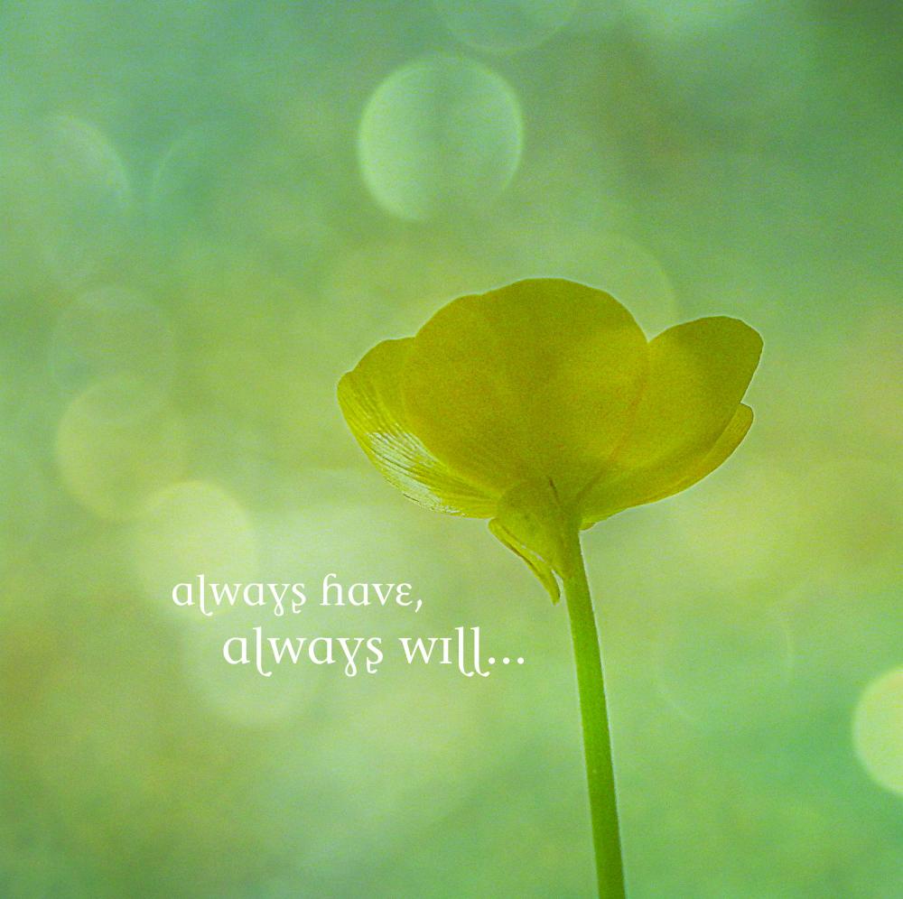 Always Have, Always Will -- Fine Art Photography -- Flower, Floral, Nature, Typography, Decor, Wall Hanging